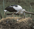 maguari stork on nest