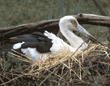 maguari stork on nest