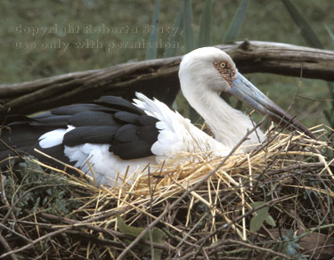 maguari stork on nest