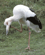 maguari stork scratching its head
