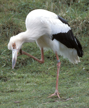 maguari stork scratching its head