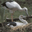 pair of maguari storks on nest