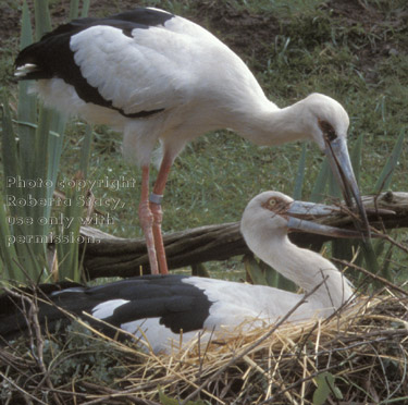 pair of maguari storks on nest