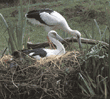 pair of maguari storks on nest