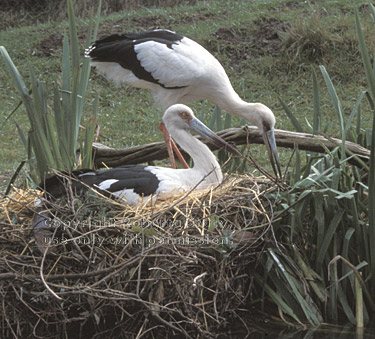 maguari stork couple on nest