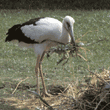 maguari stork carrying nesting materials