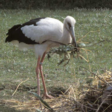 maguari stork carrying nesting materials