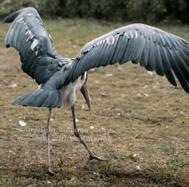 marabou stork