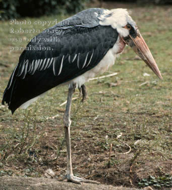 marabou stork