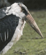 marabou stork