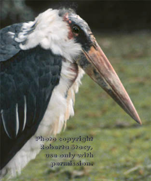 marabou stork