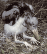 marabou stork chick