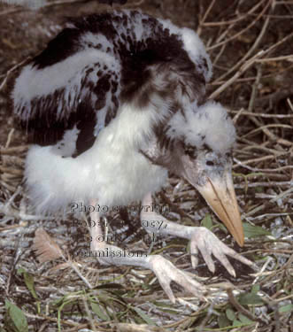 marabou stork chick