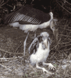 marabou stork chick with parent