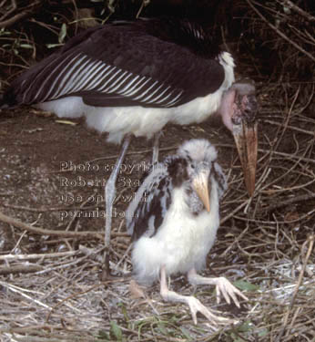 marabou stork chick with parent