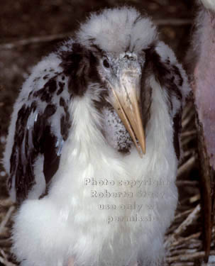 young marabou stork