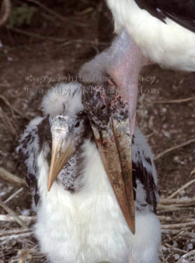 marabou stork chick with parent