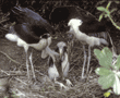 baby marabou stork with its parents