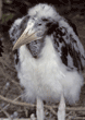 marabou stork baby