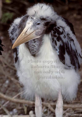 marabou stork baby