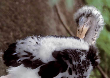 baby marabou stork