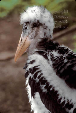 young marabou stork