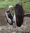 marabou stork chick with parent