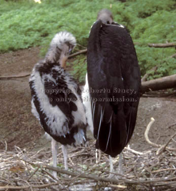 marabou stork chick with parent