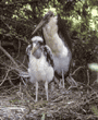 young marabou stork with parent