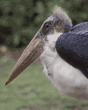 marabou stork