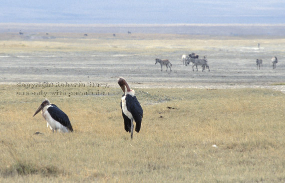 marabou storks with zebras in background