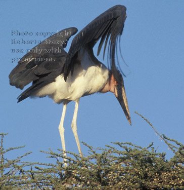 marabou stork in tree