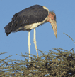 marabou stork in tree