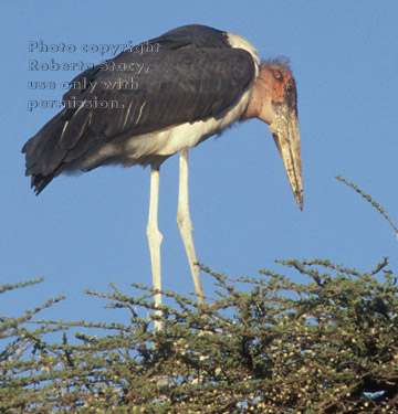 marabou stork in tree