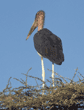 marabou stork in tree