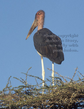 marabou stork in tree