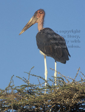 marabou stork in tree