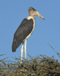 marabou stork in tree