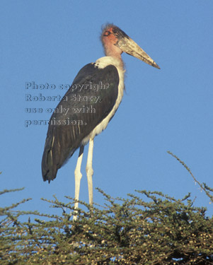 marabou stork in tree