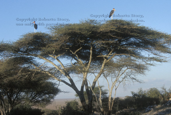 marabou storks in tree