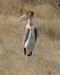 marabou stork standing in field of dry grass