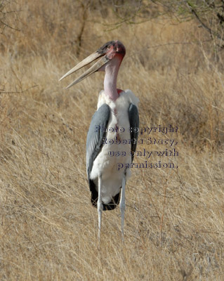 marabou stork standing in field of dry grass