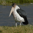 marabou stork standing on shore of lake