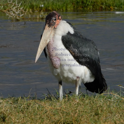 marabou stork standing on shore of lake