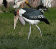 marabou stork walking in grass