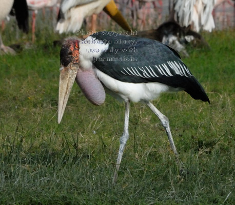 marabou stork walking in grass