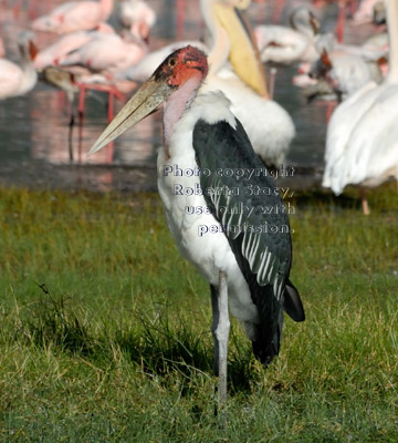 marabou stork standing in grass