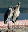 marabou stork couple standing on stone monument