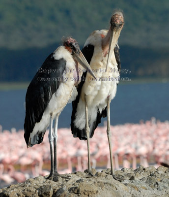 marabou stork couple standing on stone monument