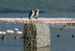 pair of marabou storks standing on  monument with flamingos in background